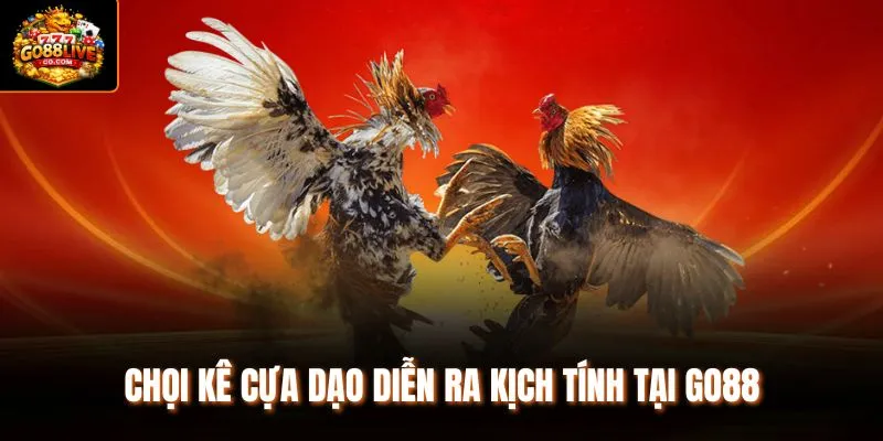 Chọi kê cựa dạo diễn ra kịch tính tại Go88 